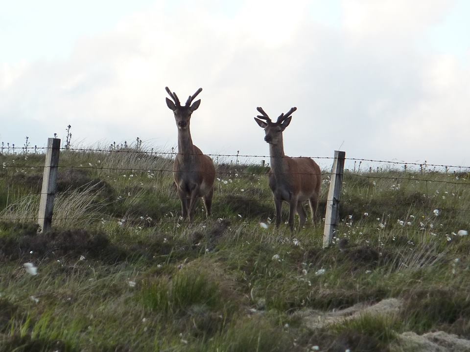 zwei junge Rehböcke im schottischen Hochmoor ganz nahe am Weg